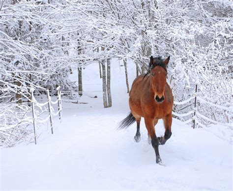 Winter Scene Simply Marvelous Horse World