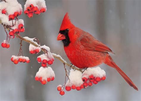 Winter Northern Cardinal Stock Image Image Of December 36541207