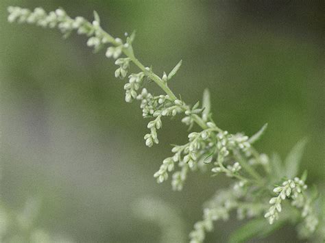Maybe you would like to learn more about one of these? Mugwort: Uses, side effects, and more