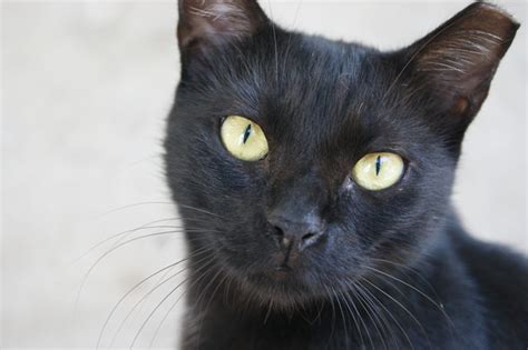 Black Cat With Amber Eyes Flickr Photo Sharing