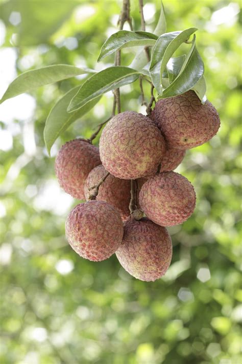 Can You Grow Lychee In Pots Keeping A Container Grown Lychee Tree