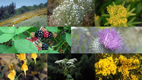 A Weedy Scourge 20 Invasive Plant Species That Cost Oregon Millions