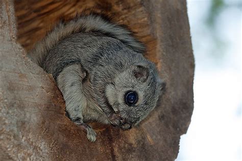 How To See A Siberian Flying Squirrel First Eat Your