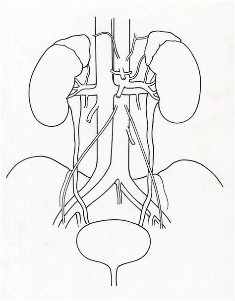 Coloring Page For Urinary System Popular Svg File Gambaran