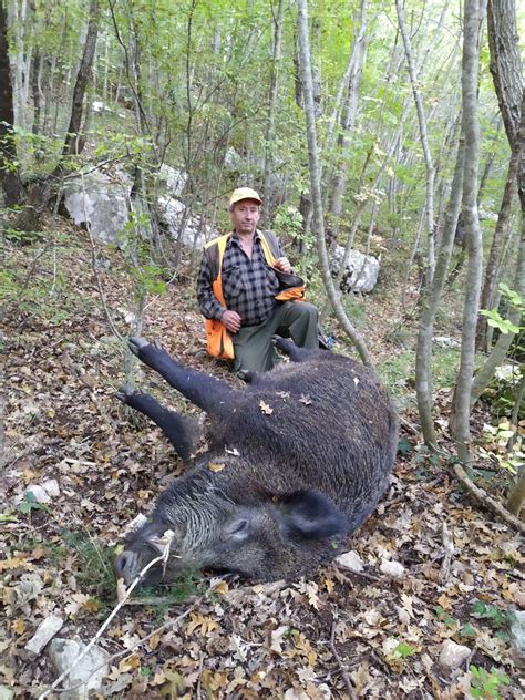 Caccia davvero grossa in Molise: prelevato un gigante da 205 kg - L'Eco