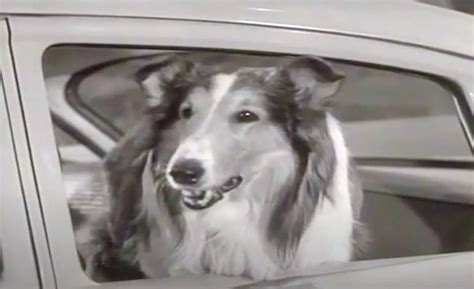 Real Life Us ‘lassie Leads Police To Owners Crashed Car Fairy Dell