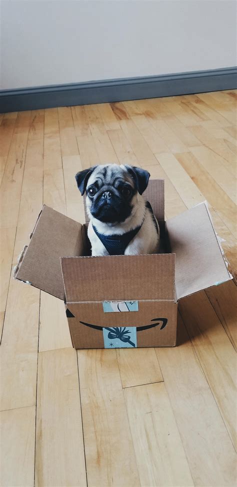 Special Delivery Rpugs