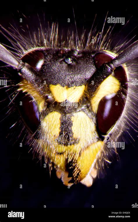 Micro Photo Wasp Hi Res Stock Photography And Images Alamy