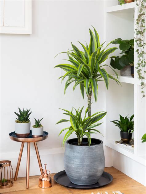 Something for everyone · up to 70% off · top brands & styles The Little Botanical Large Lemon Dracaena Ceramic Pot ...