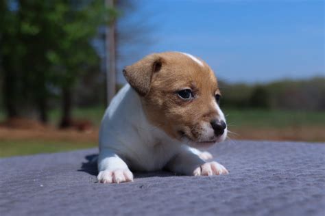 Owning a jack russell terrier requires an ample supply of patience; Meet Stella | Details of Our Puppies for Sale