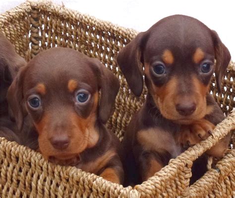 The cheapest offer starts at £850. miniature dapple dachshund puppies for sale in minnesota
