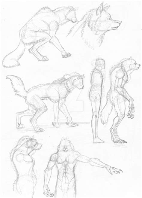Werewolf Study Anatomy By Creaturegirl On Deviantart