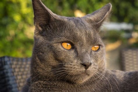 Gray Chartreux Cat Stock Image Image Of Burmese Closeup 79297465