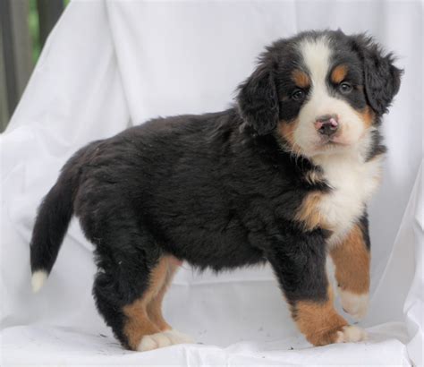 Akc Registered Bernese Mountain Dog For Sale Millersburg Oh Male Ric