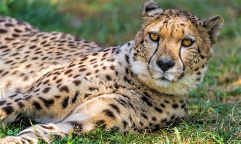 Cheetah Pictures HD