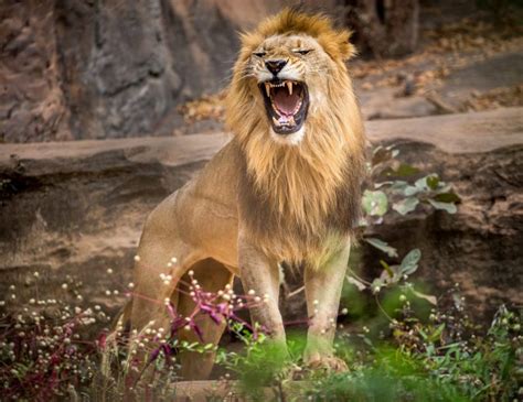 The Biggest Lions In The World Discovery Uk