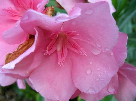 Raindrops On Pink Flowers Chris Campbell Flickr