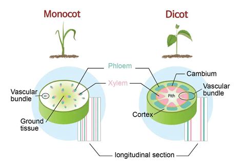 Monocot Vs Dicot Plants Rs Science
