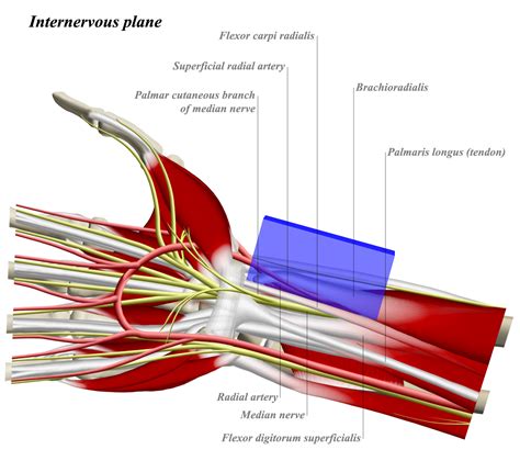 The Ulnar Nerve Is Located