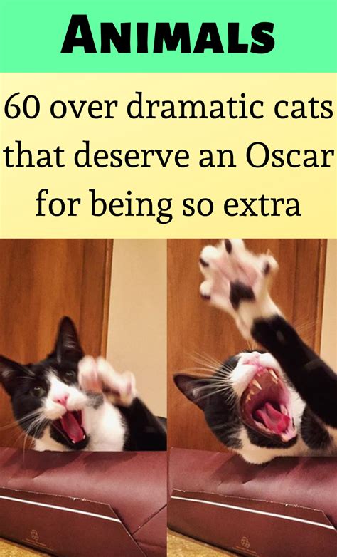 60 Over Dramatic Cats That Deserve An Oscar For Being So Extra Animals