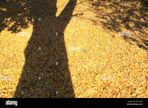 Tree Shadow And Fallen Ginkgo Leaves Stock Photo Alamy