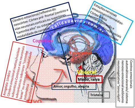 Céu Os Cérebros Dentro Do Cérebro Sede Das Inteligências Múltiplas