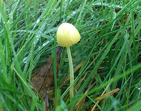 Yellow Mushrooms Any Ideas Mushroom Hunting And