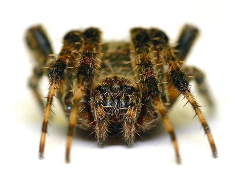 Common Barn Spider Araneus Cavaticus Rspiders