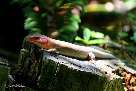 The Largest Broadhead Skink Ive Ever Seen A Malealm Flickr