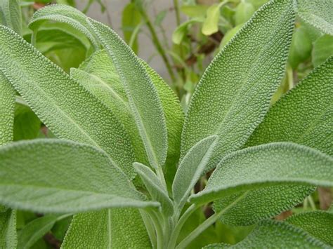 For other uses, see herb (disambiguation). Healing Herbs And Spices To Grow In Your Garden