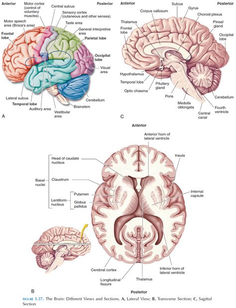 Integrative Centers Brain And Brain Divisions