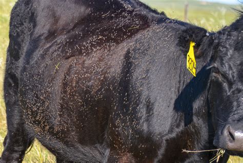 horn flies and control options unl beef