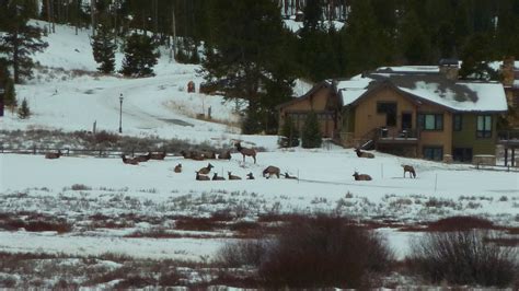 Elk On The Elk Golf Course At The Breckenridge Gold Club