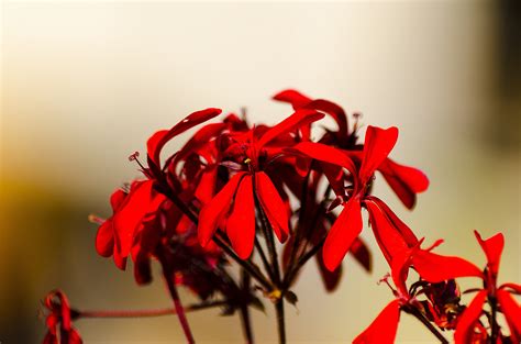 Free Images Nature Branch Plant Leaf Flower Petal Red Color