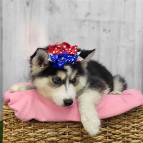 Olympia Is An Adorable Female Siberian Husky Puppy For Sale In Saugus