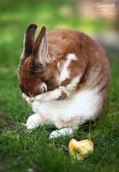 This Rabbit Is Adorable Although It Looks Sad Or Overwhelmed Imagine