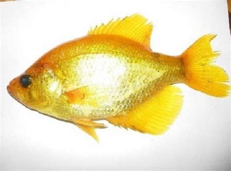 Golden Crappie Or Golden Yellow Crappie Are Rare And Mysterious Type Of