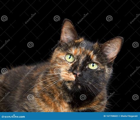 Portrait Of One Tortie Torbie Tabby Cat On An Orange Background Stock