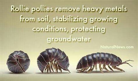 If i were going to be invaded by any type of critter. Pin by Kevin Wilson on Bugs and such! | Survival, Heavy ...