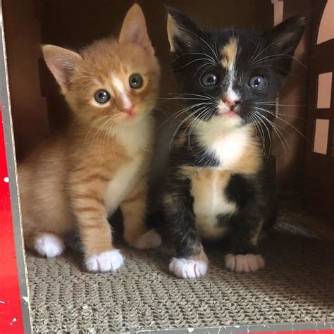 Two Kittens Are Sitting In A Cardboard Box And One Is Looking At The Camera