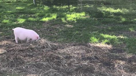 Pot Bellied Pig Visits Farm Youtube