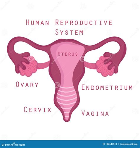 Human Reproductive System Male And Female Genitals Cartoon Vector