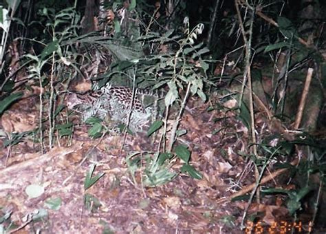 Photographic Record Of Margay Leopardus Wiedii In The Mario Dary