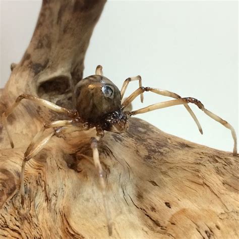 Brown Widow Spider Latrodectus Geometricus Made With Yenji Leaf Clay