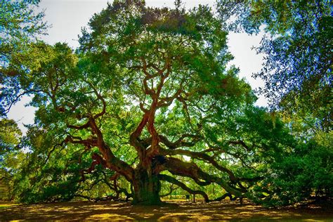 Seeking The Colour In Life A Beautiful Oak Tree