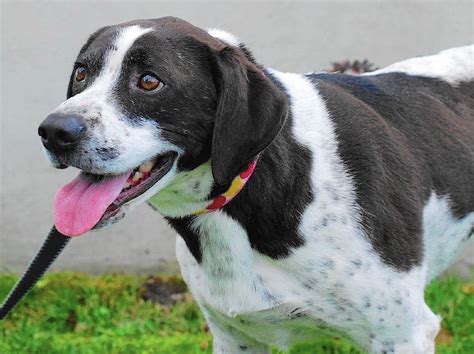 Pet Of The Week Tucker A 2 Year Old Pointer Hound Mix Chicago Tribune