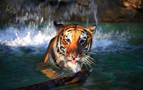 A Bengal Tiger Swimming