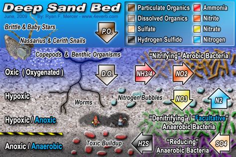 Deep Sand Bed Anatomy And Terminology Biological Filtration Nano