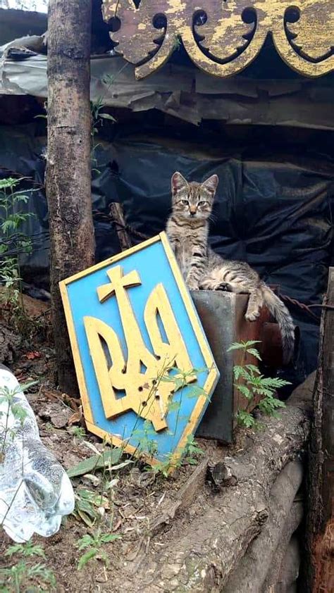 Ukrainian Cats 😻 R Russiaukrainewar2022