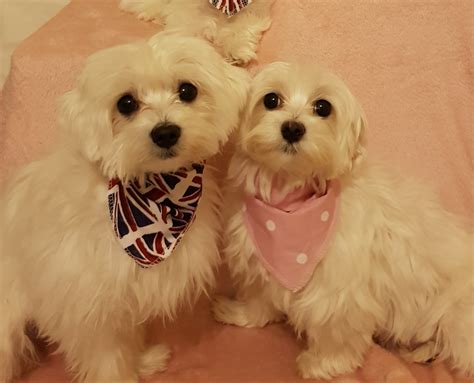 3x MALTESE GIRLS Puppies For Sale Now! - PetDeals.co.uk